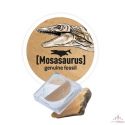 Dino Dig Stegosaurus