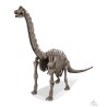 Déterre-Ton-Dino - Brachiosaure